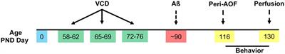 Hippocampal glial inflammatory markers are differentially altered in a novel mouse model of perimenopausal cerebral amyloid angiopathy
